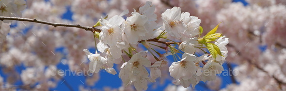 Delicate And Beautiful Cherry Blossom Against Blue Sky Background